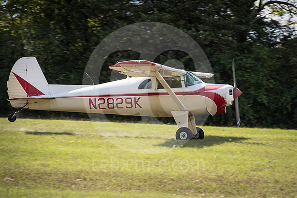 CNP_7294
